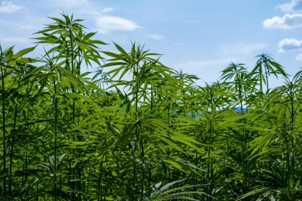 London Mayor Pushes for Cannabis Decriminalisation, Sparking Debate on UK Impact